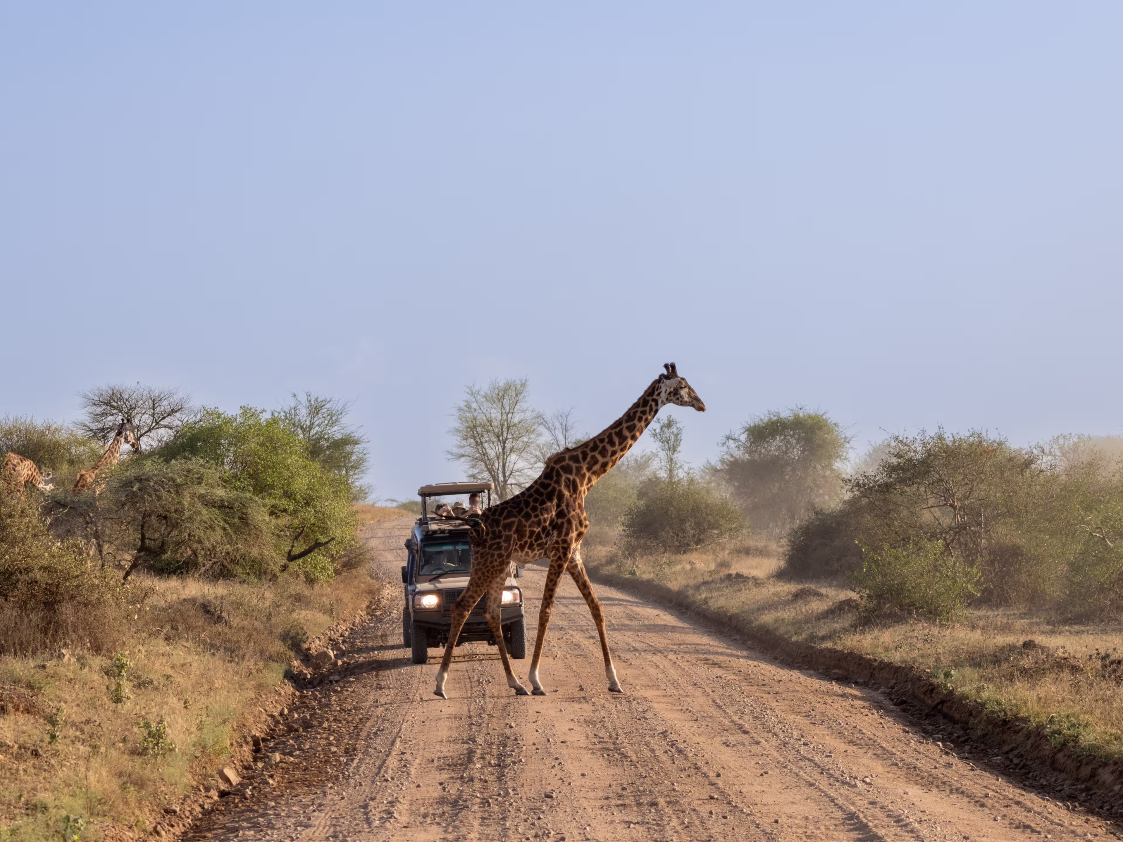 Masai giraffe crossing a dirt road in front of a safari vehicle in Serengeti National Park Tanzania