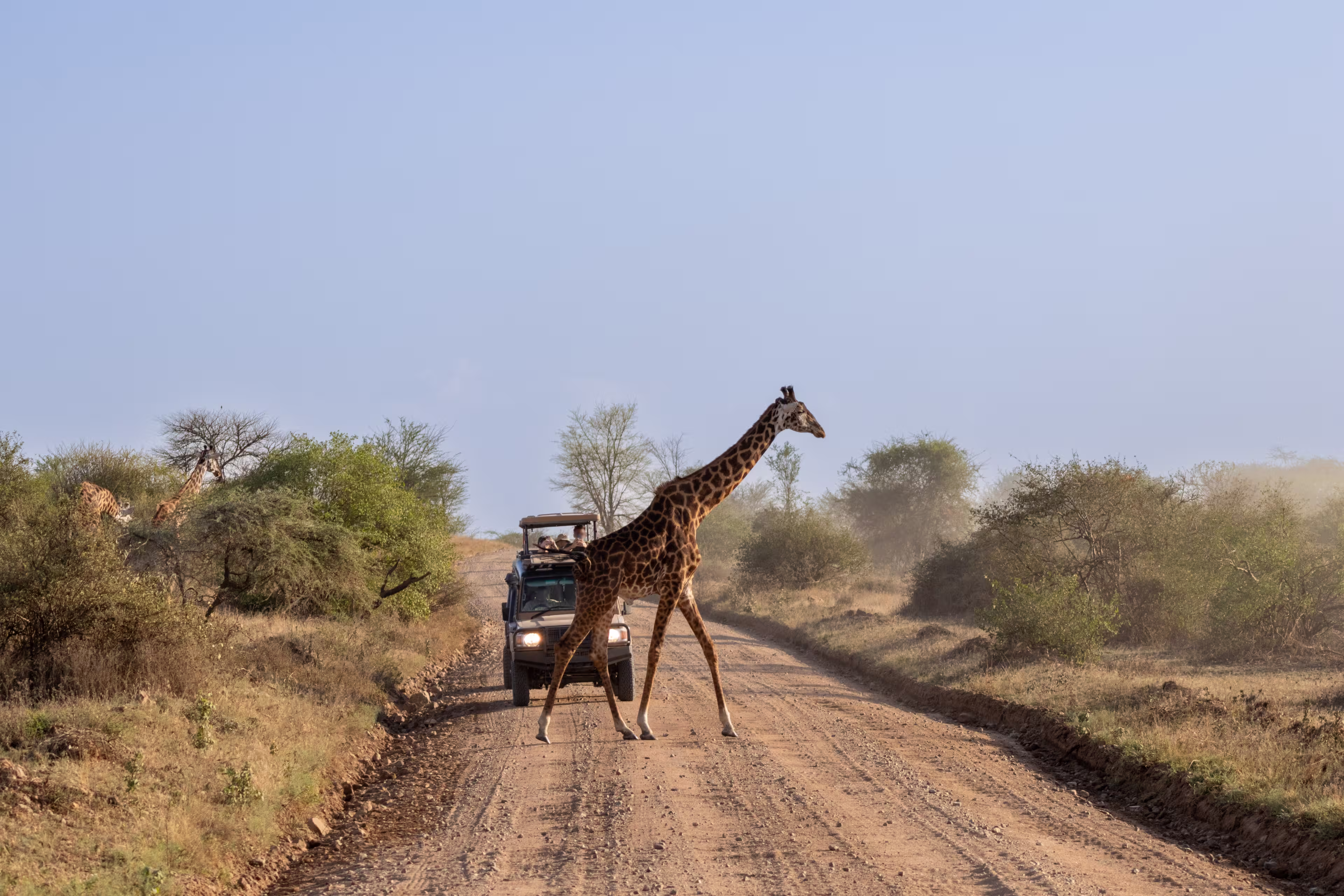 Masai giraffe crossing a dirt road in front of a safari vehicle in Serengeti National Park Tanzania