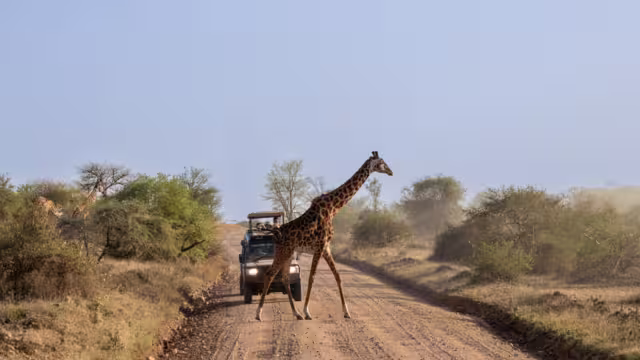 Masai giraffe crossing a dirt road in front of a safari vehicle in Serengeti National Park Tanzania
