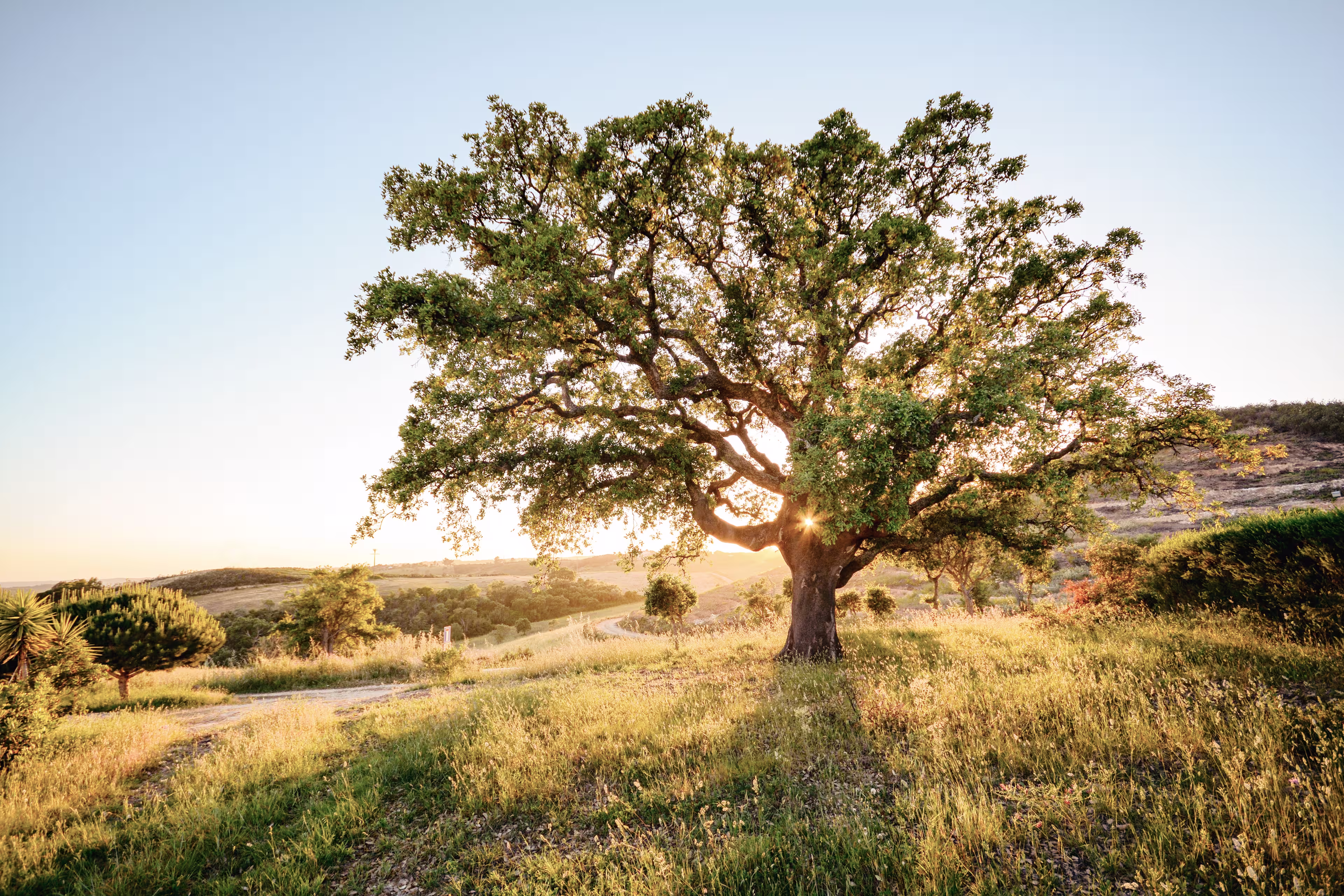 Portugal individuell - im goldenen Land des Alentejo