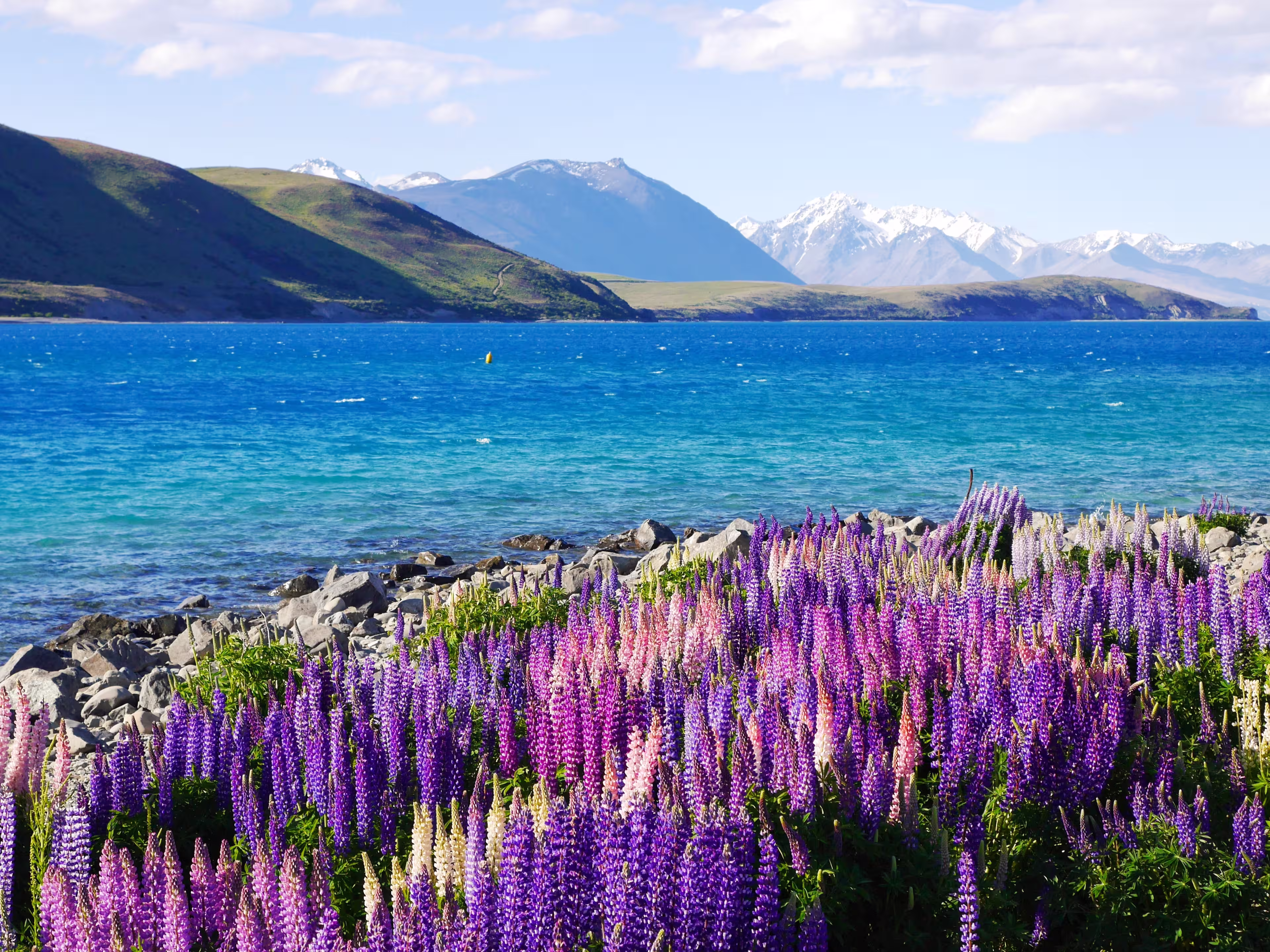 Gorgeous purple and pink Lupine flowers on the side of Lake Tekapo with blue color water with mountains in the background during morning in New Zealand
