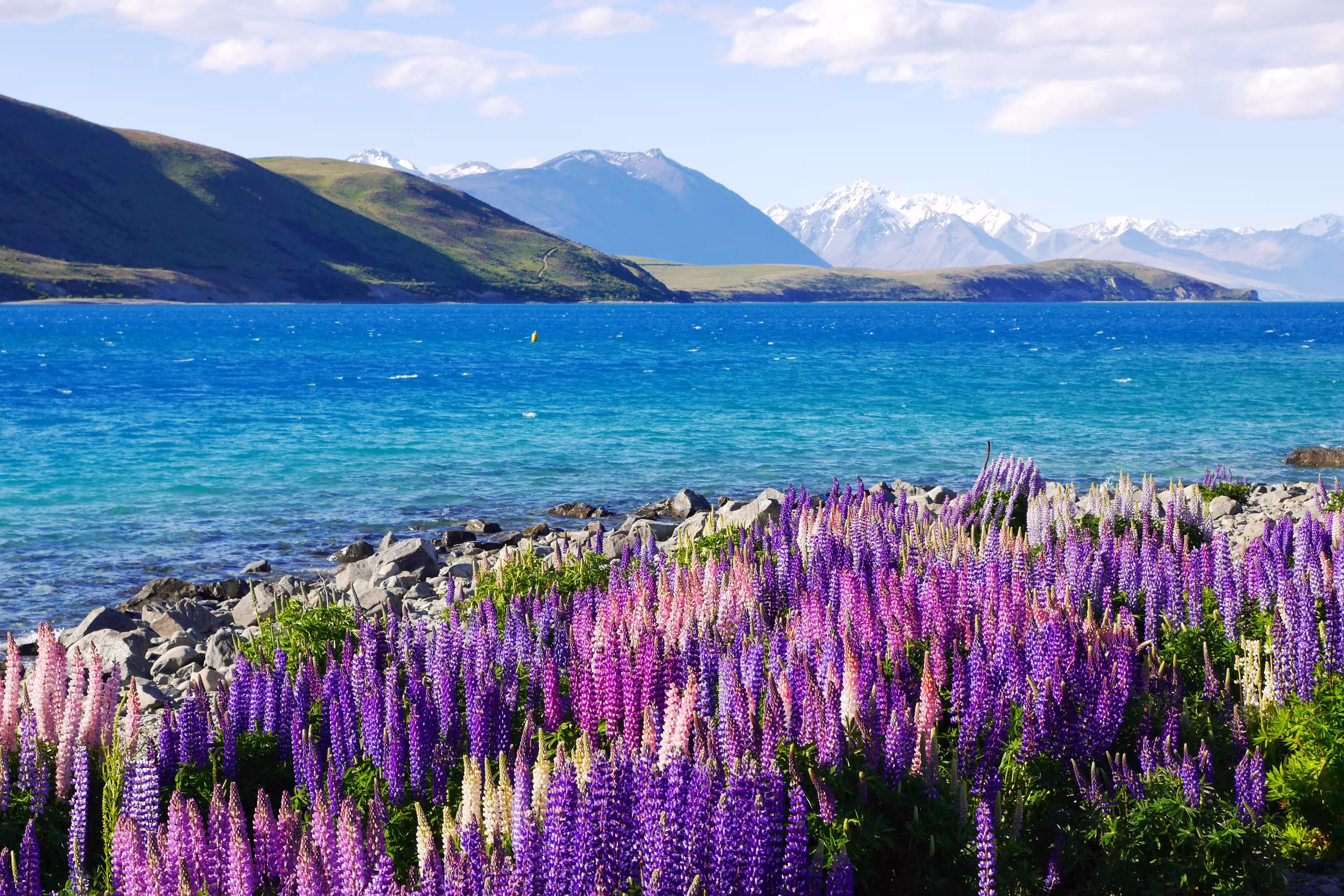 Gorgeous purple and pink Lupine flowers on the side of Lake Tekapo with blue color water with mountains in the background during morning in New Zealand