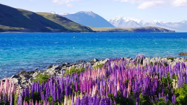 Gorgeous purple and pink Lupine flowers on the side of Lake Tekapo with blue color water with mountains in the background during morning in New Zealand