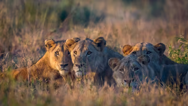 Four young lions lying in wait during golden hour