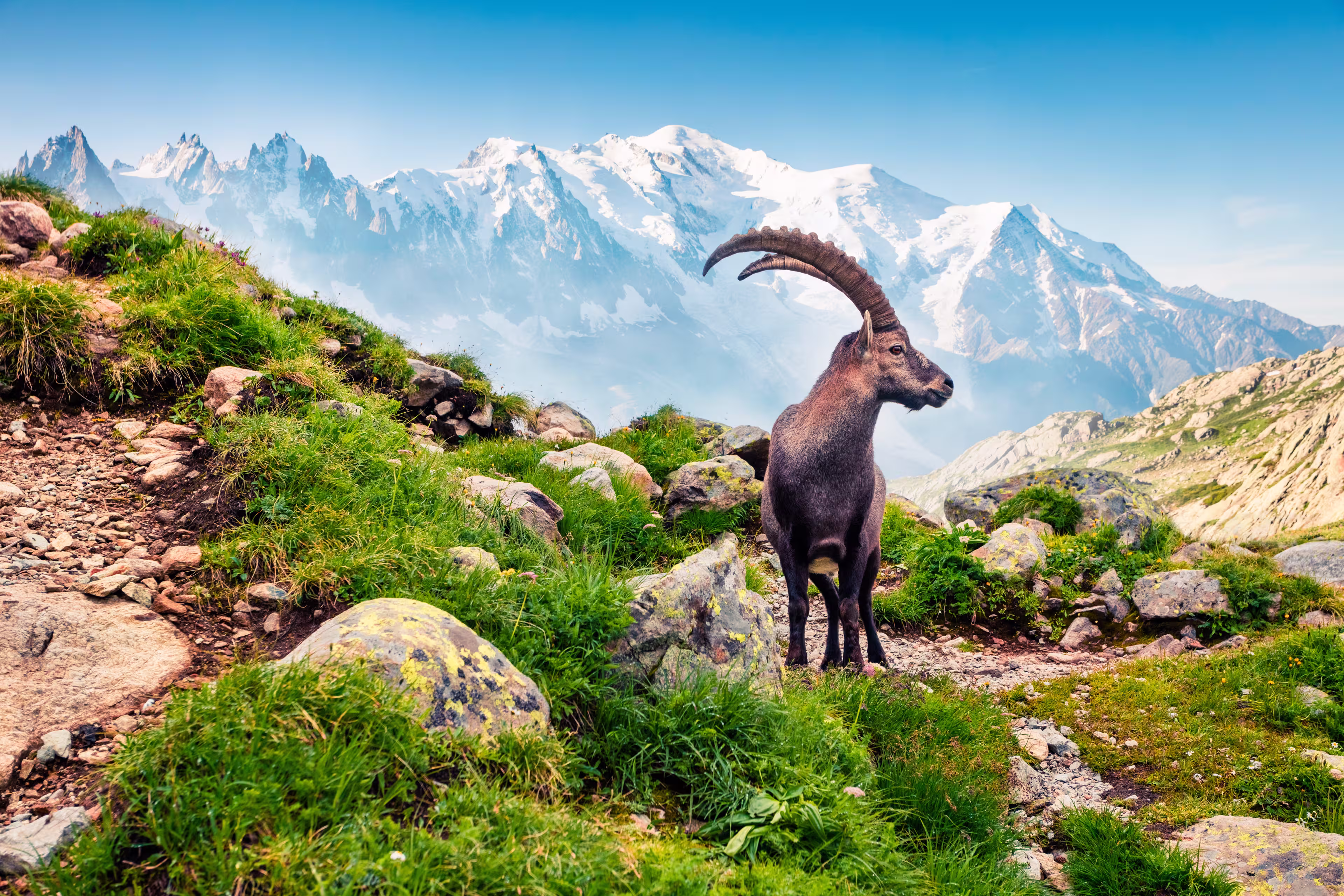 Tour Mont Blanc Ost
