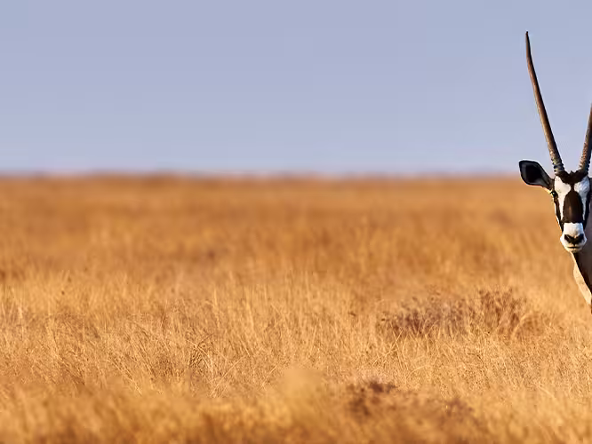 UBPDC - Spotting Oryx in Etosha NP, Namibia