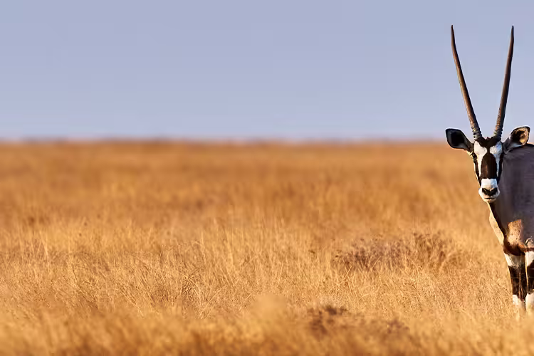 Premium Botswana & Namibia - 1