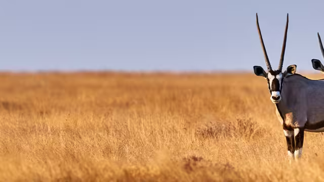 UBPDC - Spotting Oryx in Etosha NP, Namibia