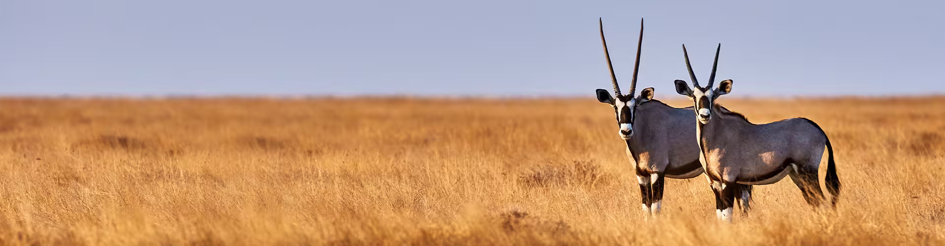UBPDC - Spotting Oryx in Etosha NP, Namibia