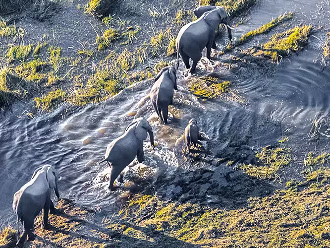 Elephants crossing Okavango Delta in Botswana