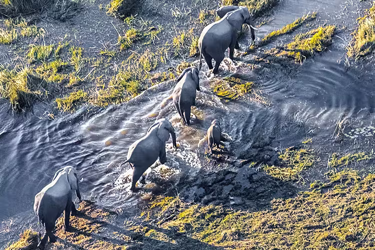 Elephants crossing Okavango Delta in Botswana
