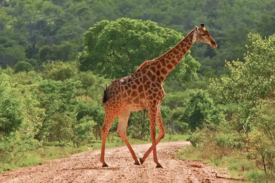 Kruger Lodge Experience - 1