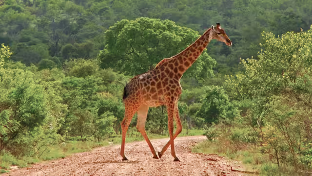 Giraffe crossing the road, Kruger National Park