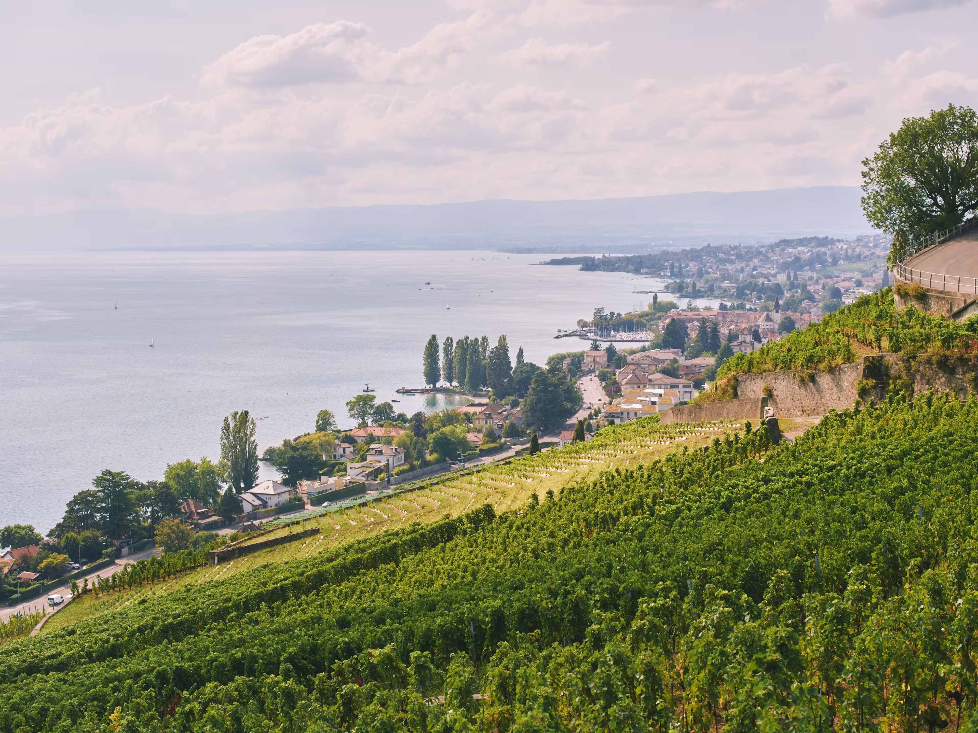 Lavaux vineyard terraces overlooking Lake Geneva in Switzerland, scenic countryside landscape with green grape fields, village houses and calm water under bright sky