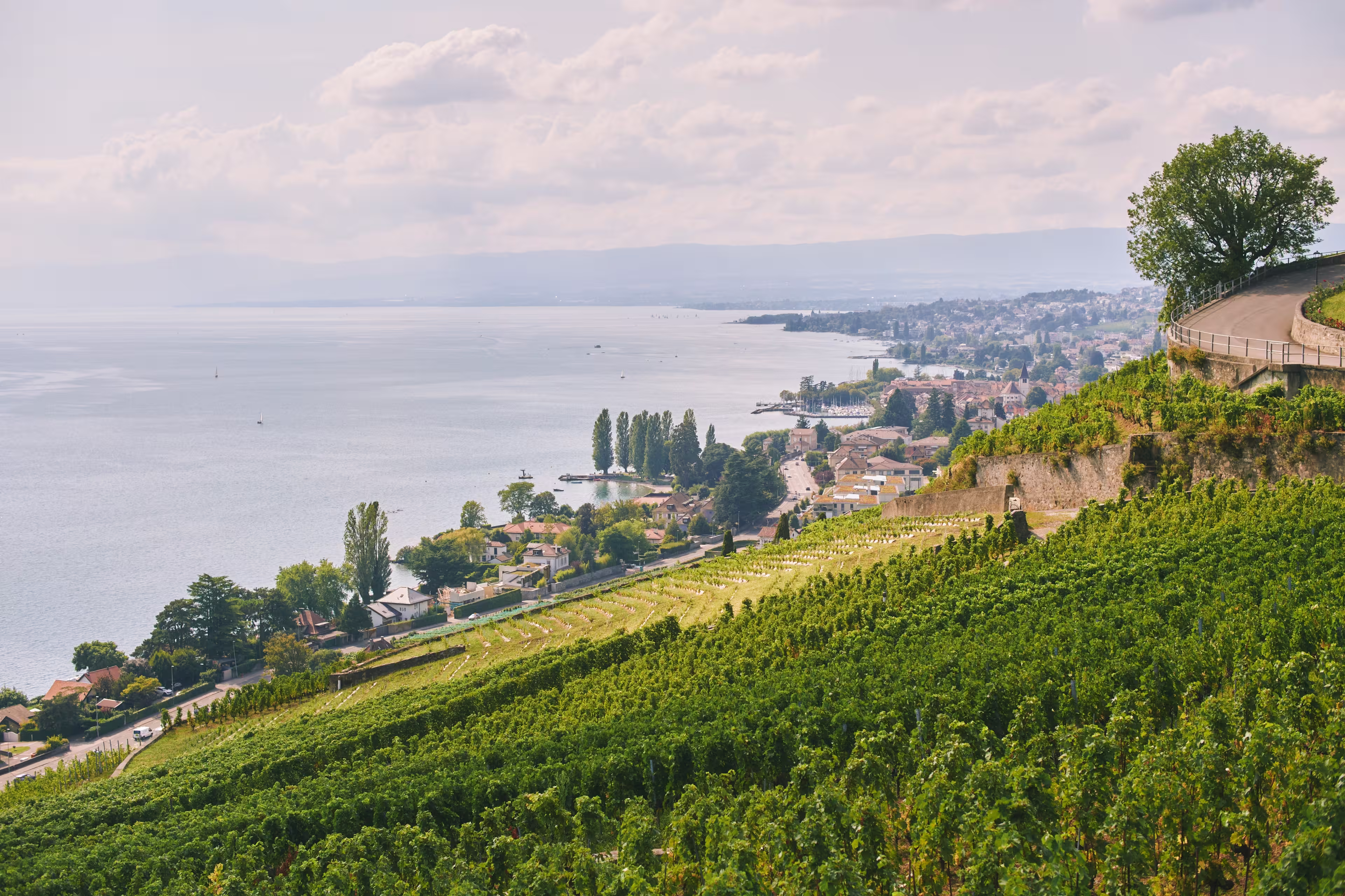 Lavaux vineyard terraces overlooking Lake Geneva in Switzerland, scenic countryside landscape with green grape fields, village houses and calm water under bright sky