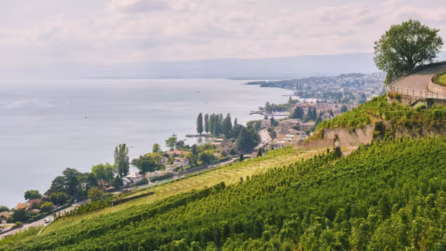 Lavaux vineyard terraces overlooking Lake Geneva in Switzerland, scenic countryside landscape with green grape fields, village houses and calm water under bright sky