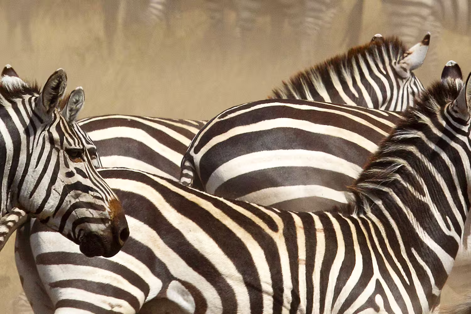 Vic Falls to Kenya - 1
