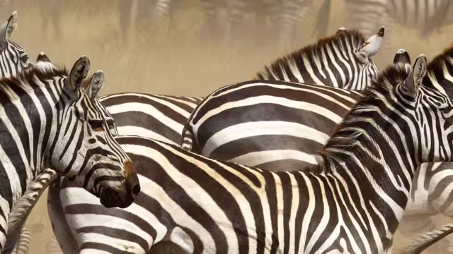 Tanzania Serengeti Zebras