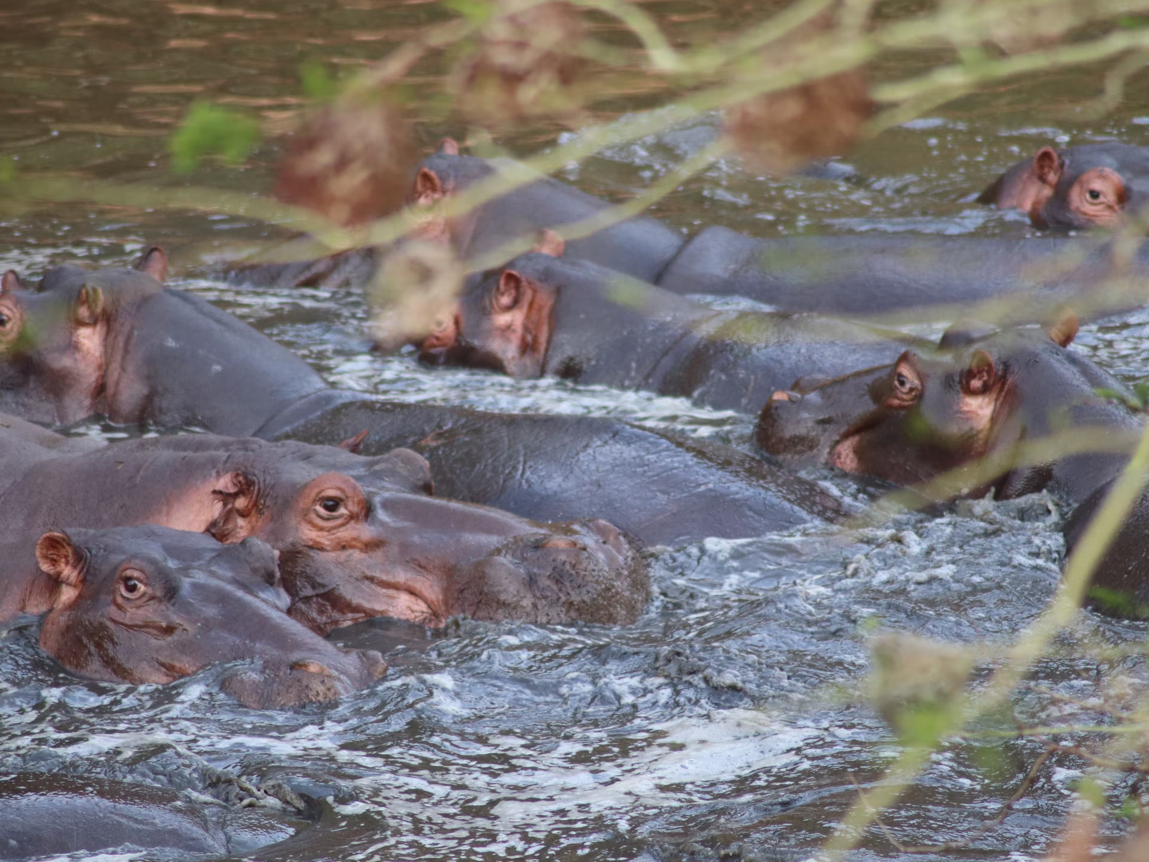 Close up portrait of big african hippo family pod herd (Hippopotamus) swimming in scenic river lake in beautiful nature on safari game in sanctuary wild reserve Hluhluwe-iMfolozi Park, South Africa.