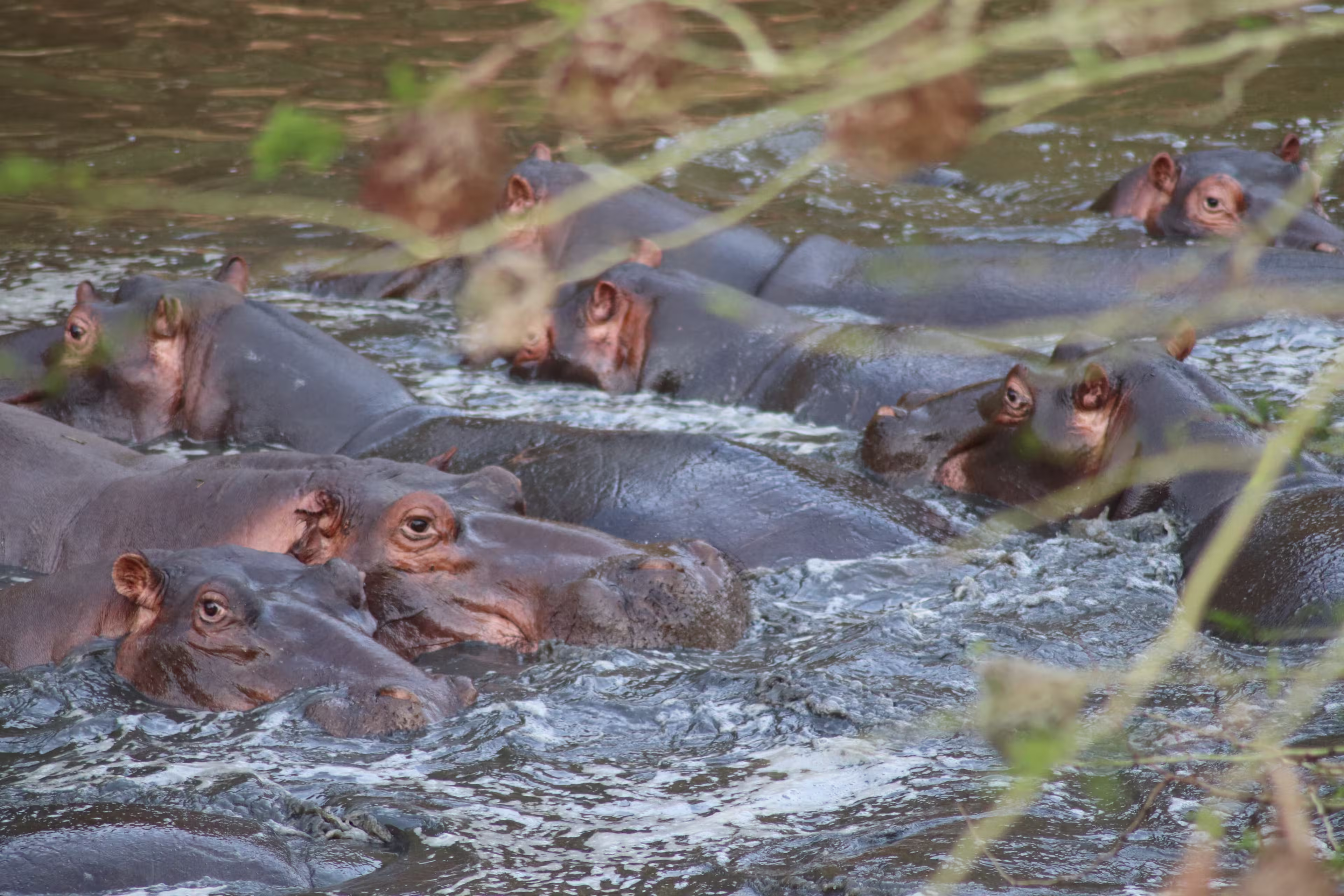 Close up portrait of big african hippo family pod herd (Hippopotamus) swimming in scenic river lake in beautiful nature on safari game in sanctuary wild reserve Hluhluwe-iMfolozi Park, South Africa.