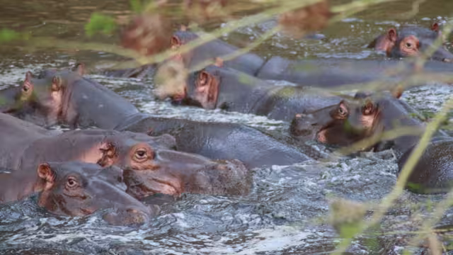 Close up portrait of big african hippo family pod herd (Hippopotamus) swimming in scenic river lake in beautiful nature on safari game in sanctuary wild reserve Hluhluwe-iMfolozi Park, South Africa.