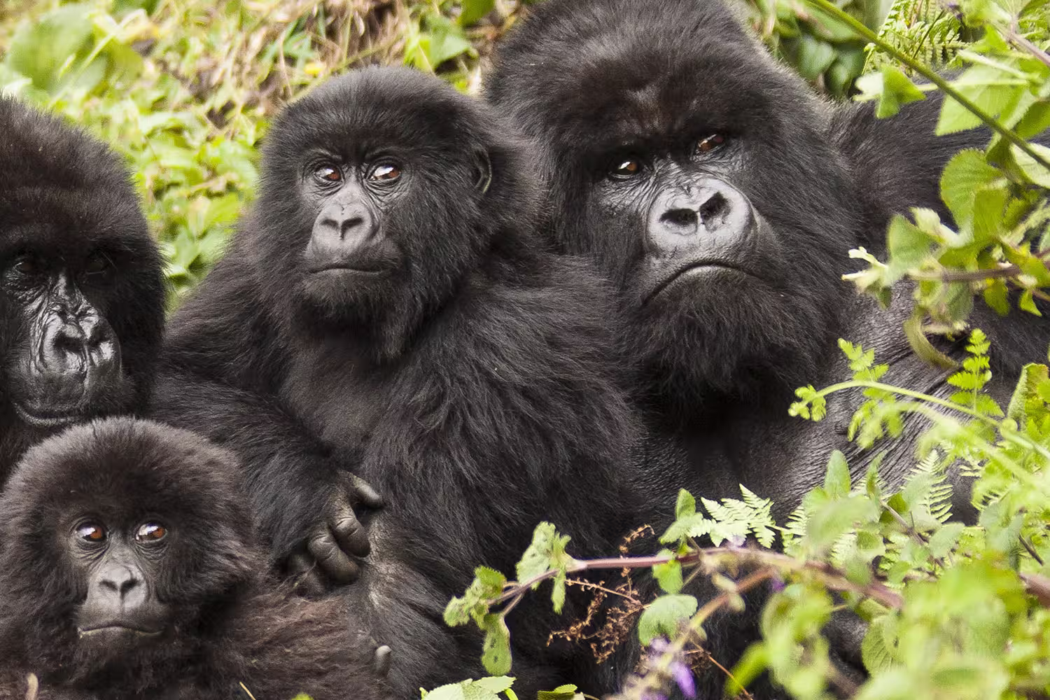 Premium Rwanda & Gorillas of Uganda - 1