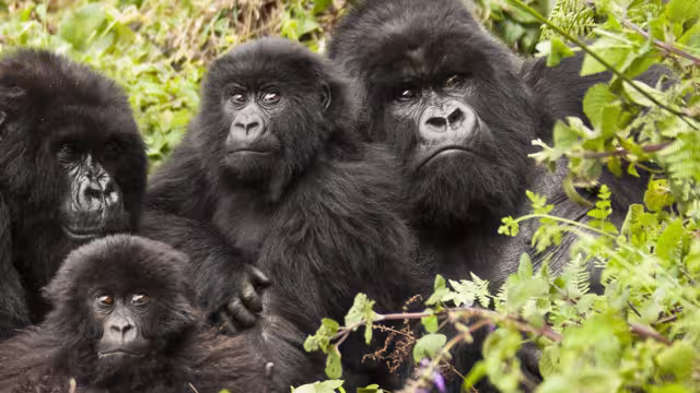 gorilla_family-babies