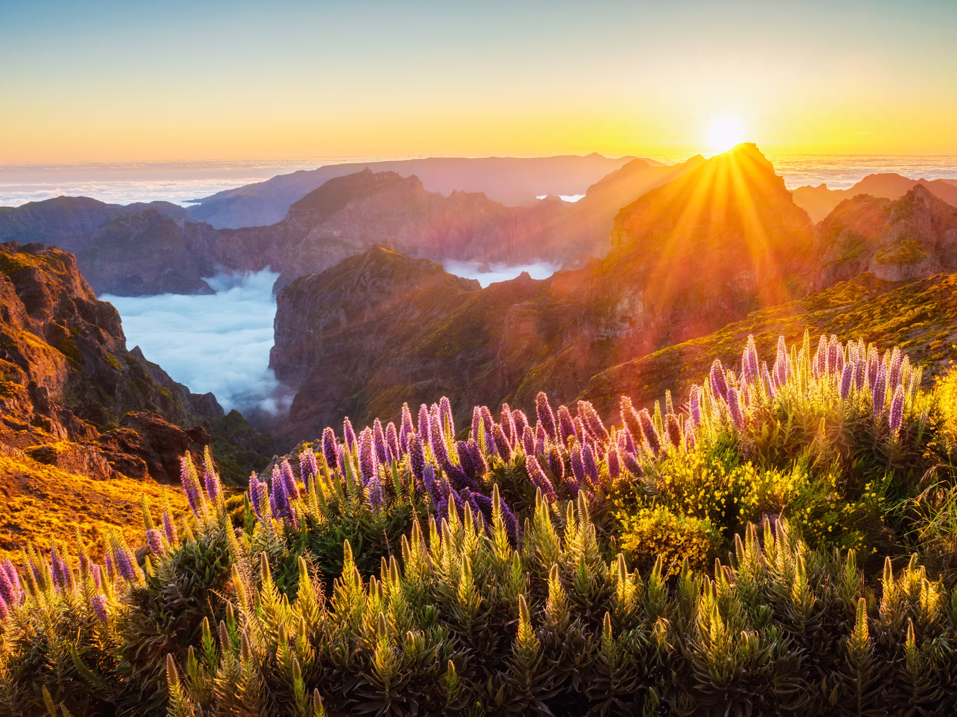 View from Pico do Arieiro of mountains over clouds with Pride of Madeira flowers and blooming Cytisus shrubs on sunset with sunburst. Madeira island, Portugal