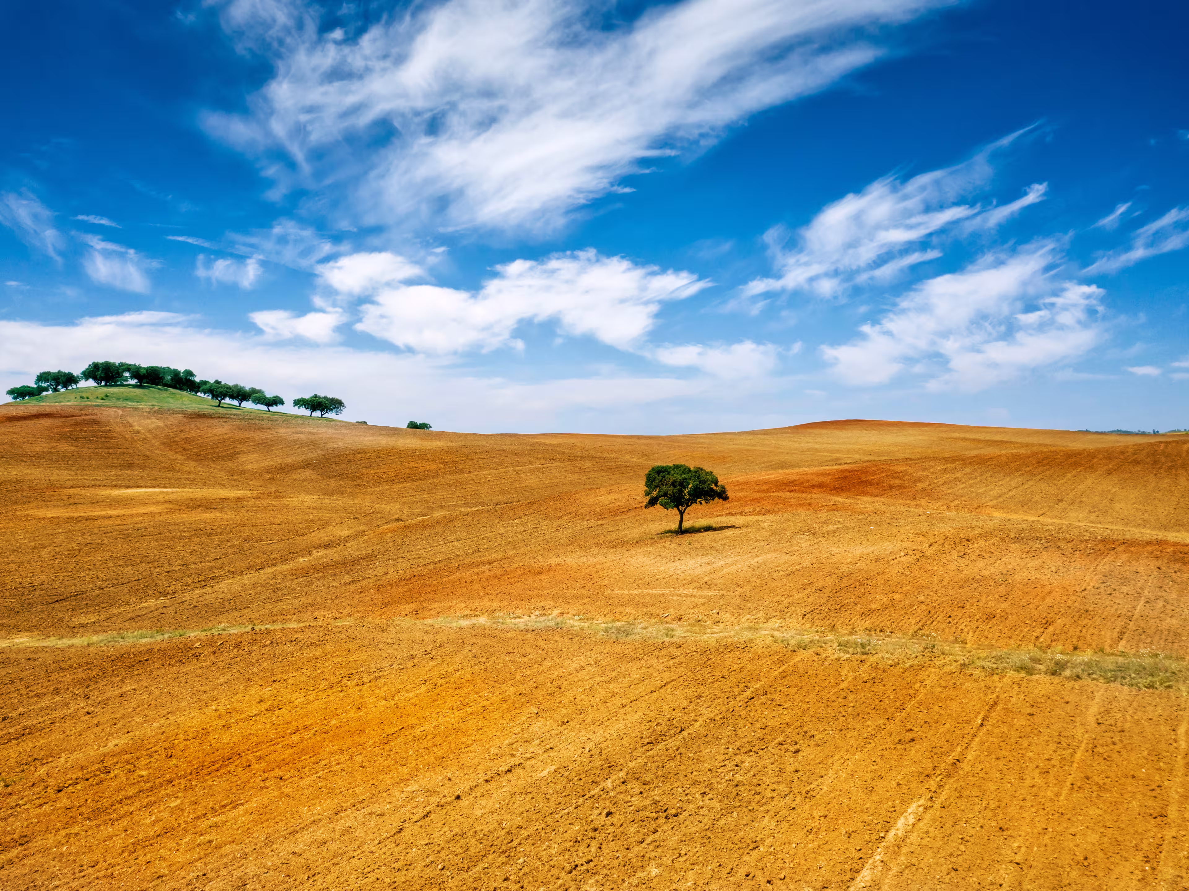 Lonely tree at alentejo, Portugal