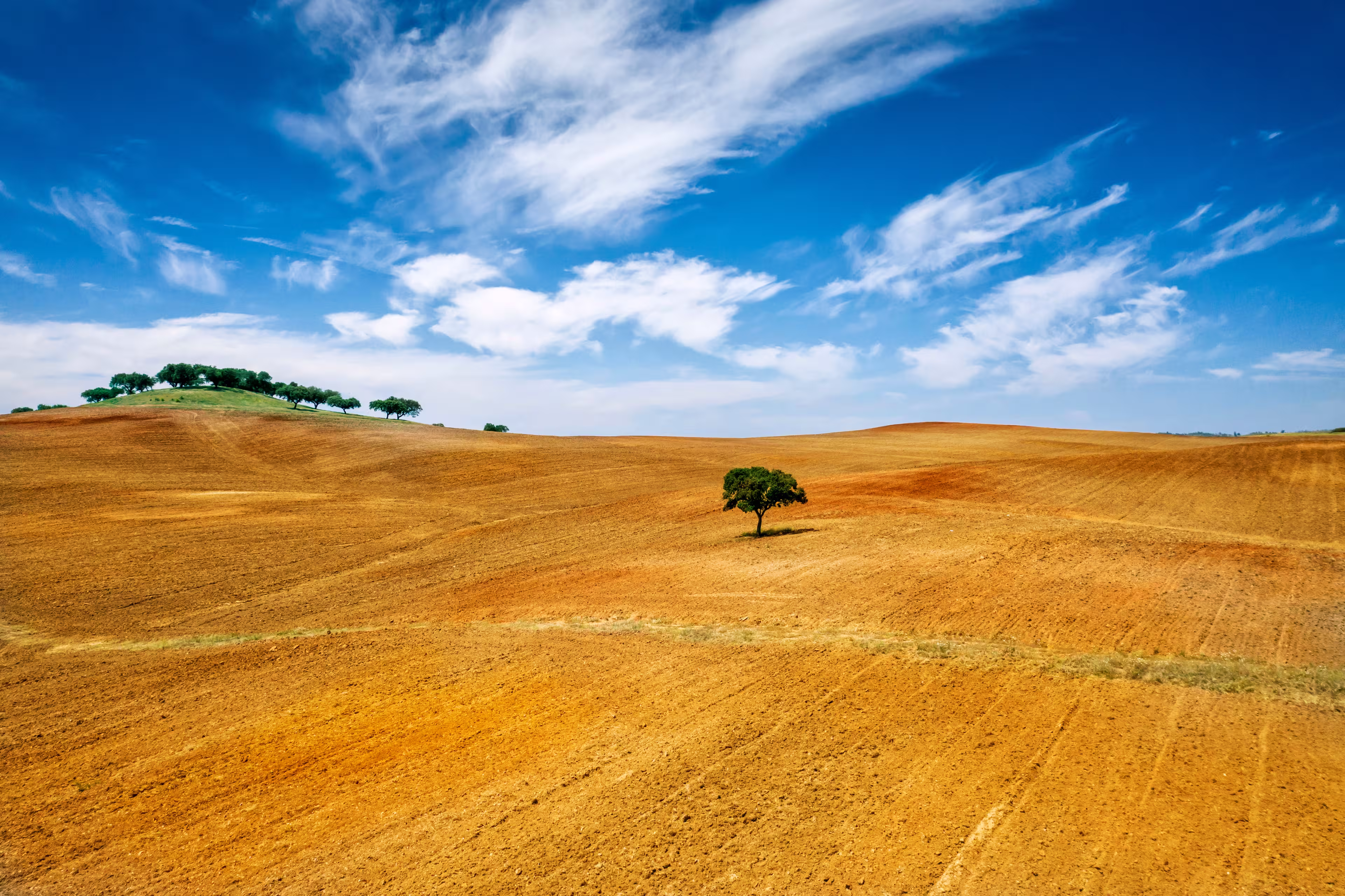 Lonely tree at alentejo, Portugal