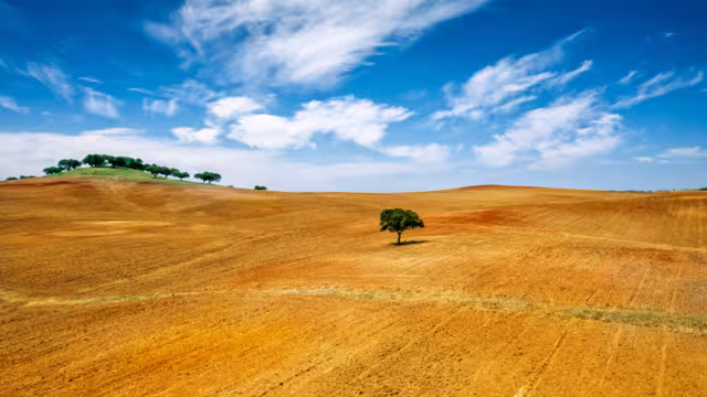 Lonely tree at alentejo, Portugal