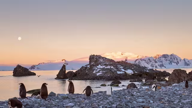 Chinstrap penguins relax on a pebble beach during moonrise and sunset on Antarctic shores