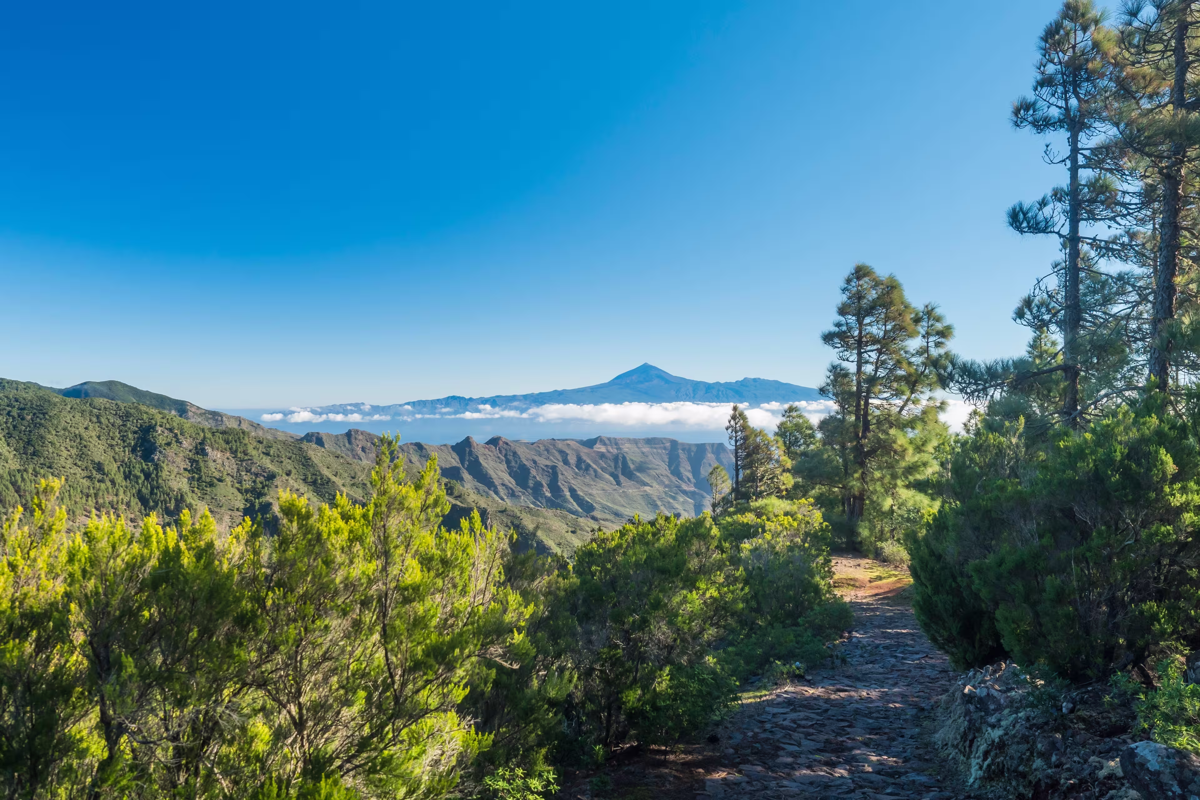 Scenic green landscape in Garajonay National Park with island Tenerife and Volcano Pico de Teide.Hiking trail from the Mirador de Roque Agando to La Laja on La Gomera, Canary Islands, Spain, Europe.