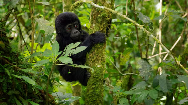 Eastern Gorilla - Gorilla beringei critically endangered largest living primate, lowland gorillas or Grauer's gorillas (graueri) in the green rainforest, adults and child feeding and playing.