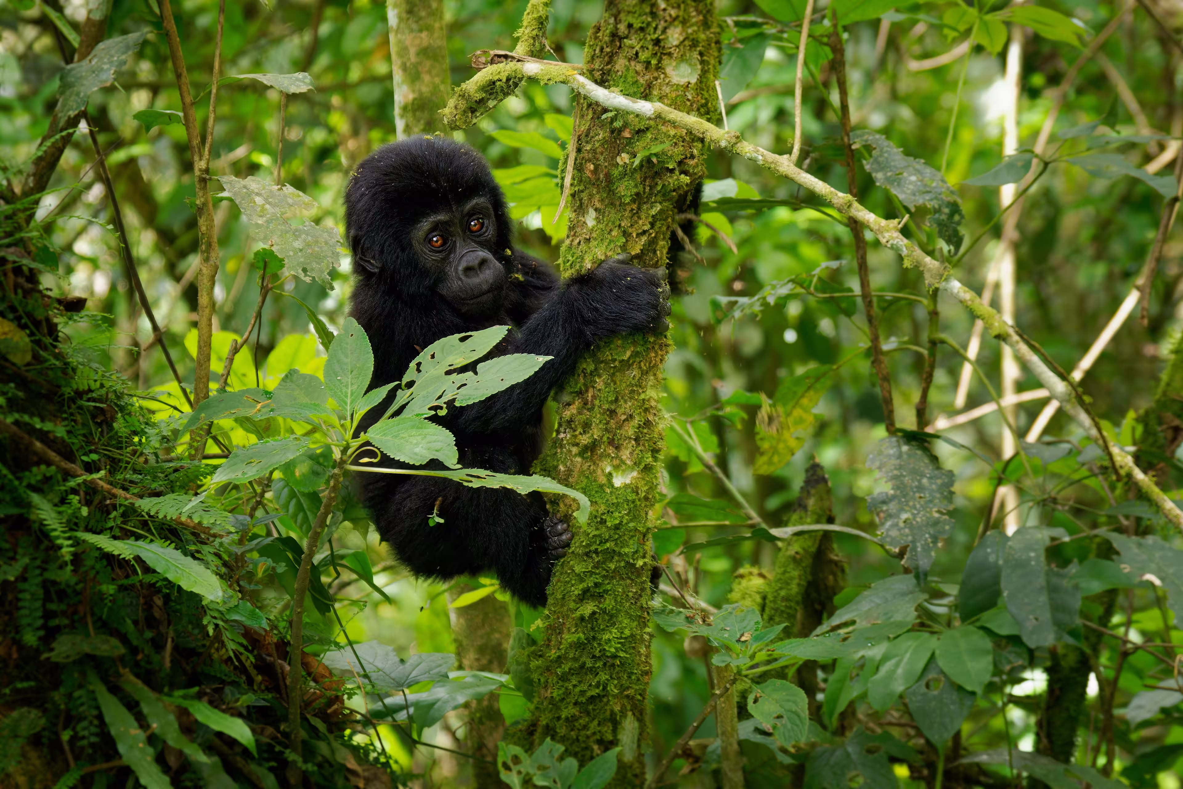 Eastern Gorilla - Gorilla beringei critically endangered largest living primate, lowland gorillas or Grauer's gorillas (graueri) in the green rainforest, adults and child feeding and playing.