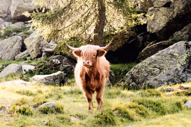 highland cattle grazing in mountain pasture