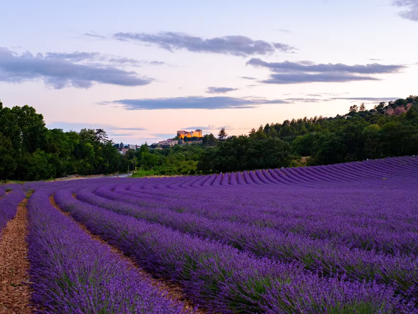 Sunrise over the lavender field rows of Greoux les Bains in Provence, France