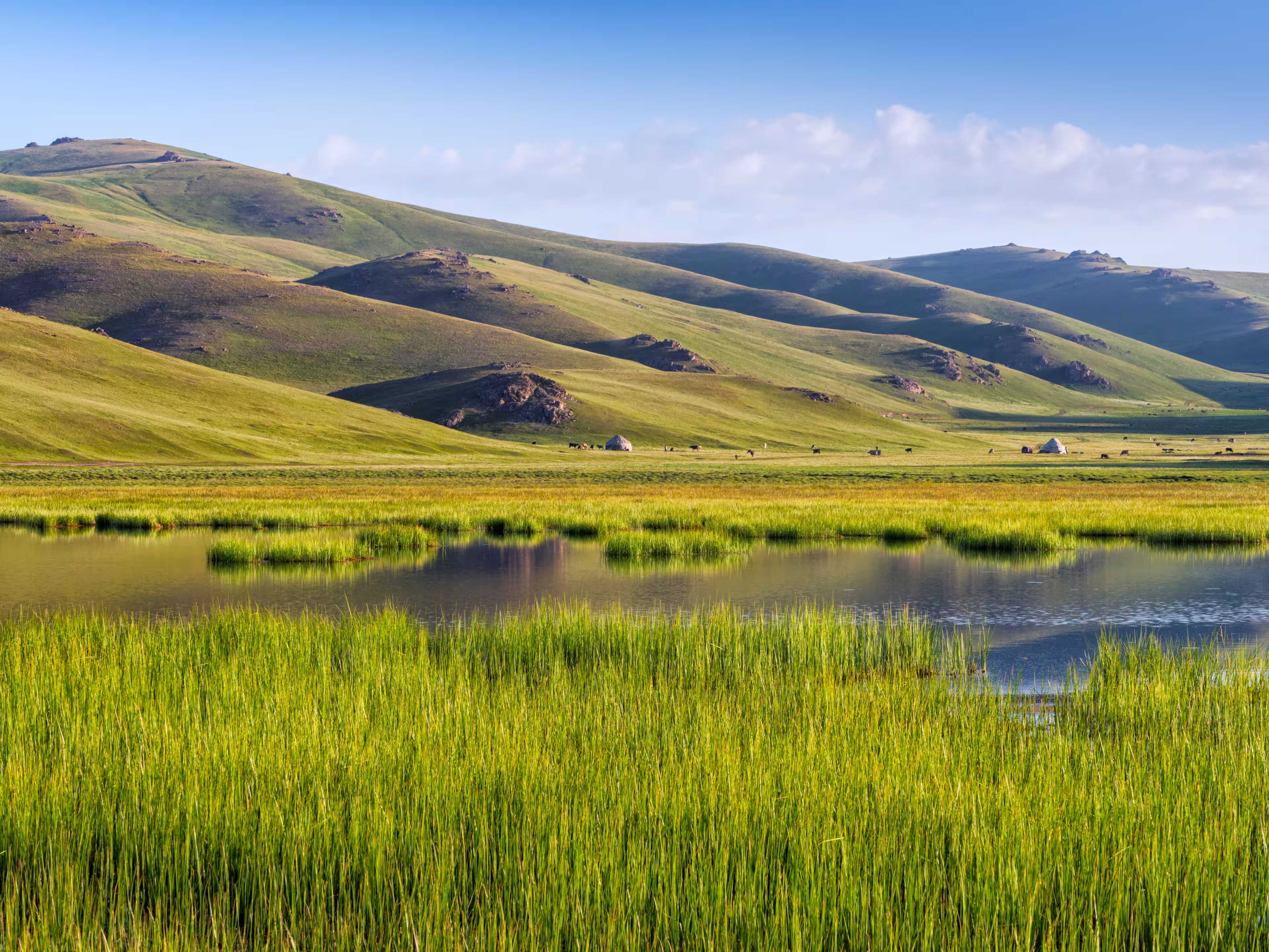 Reed on Song Kol Lake, Naryn province, Kyrgyzstan, Central Asia
