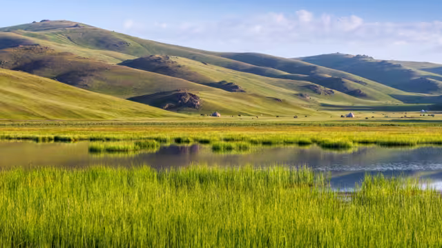 Reed on Song Kol Lake, Naryn province, Kyrgyzstan, Central Asia