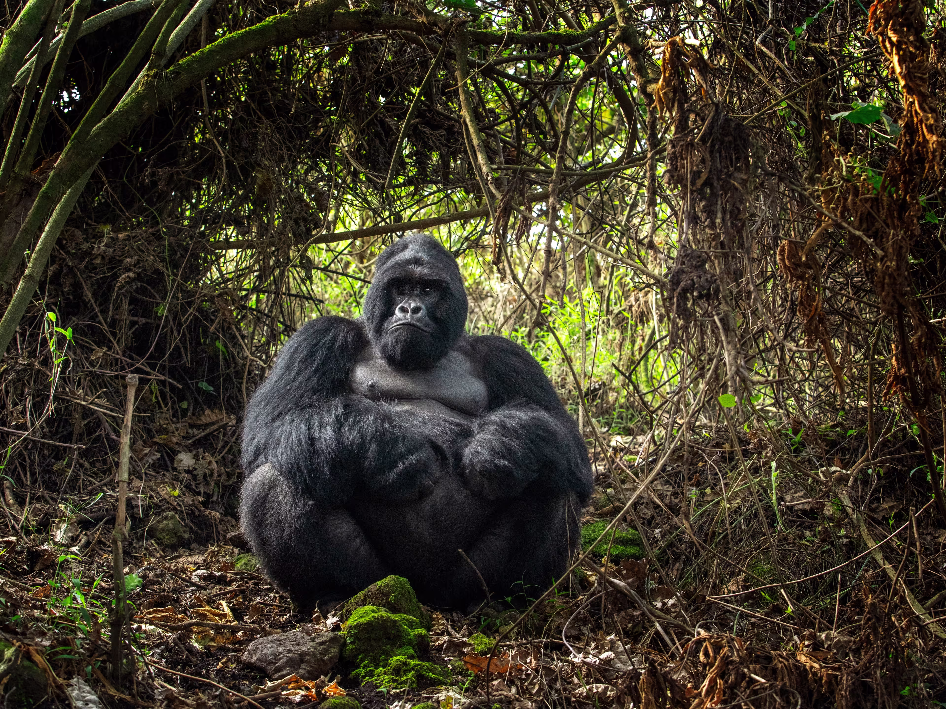 Mountain gorillas in the Mgahinga national park. Rare gorillas are hiding in the forest. Gorillas safari in Uganda.
