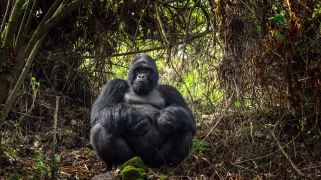 Mountain gorillas in the Mgahinga national park. Rare gorillas are hiding in the forest. Gorillas safari in Uganda.