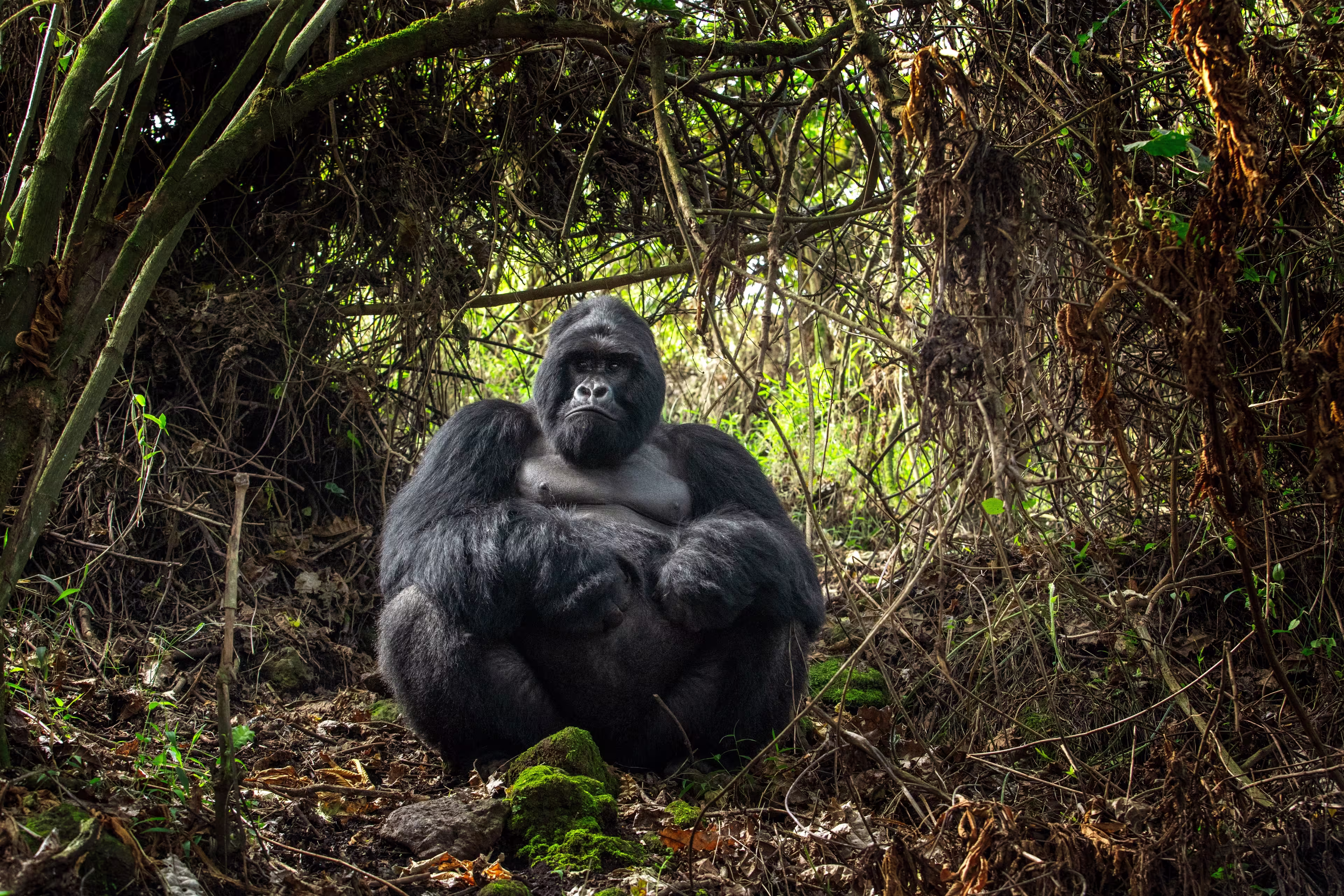 Mountain gorillas in the Mgahinga national park. Rare gorillas are hiding in the forest. Gorillas safari in Uganda.