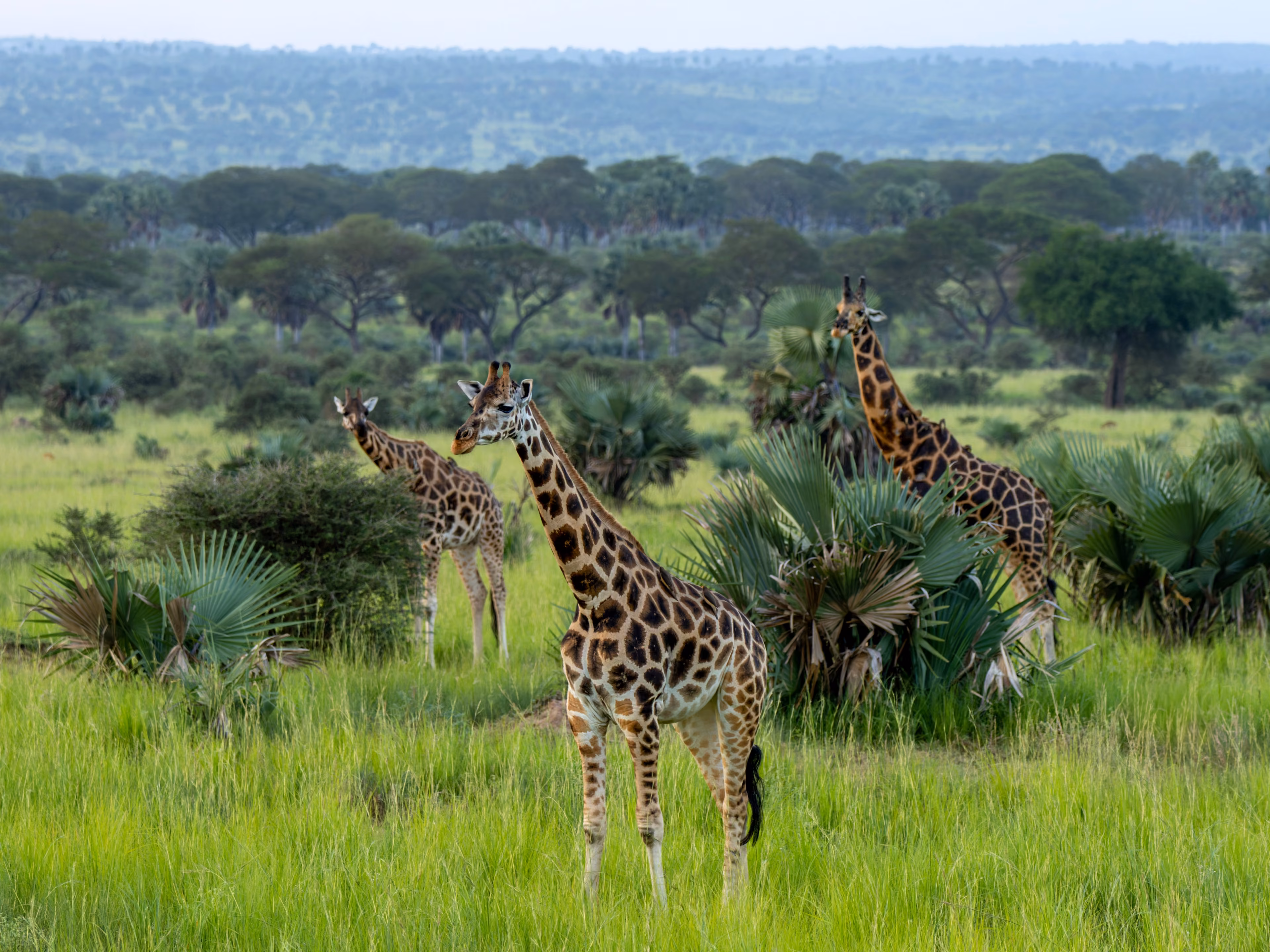 Rothschild's giraffe  (camelopardalis camelopardalis) walking in a Game Reserve Murchison Falls, Uganda, Africa.