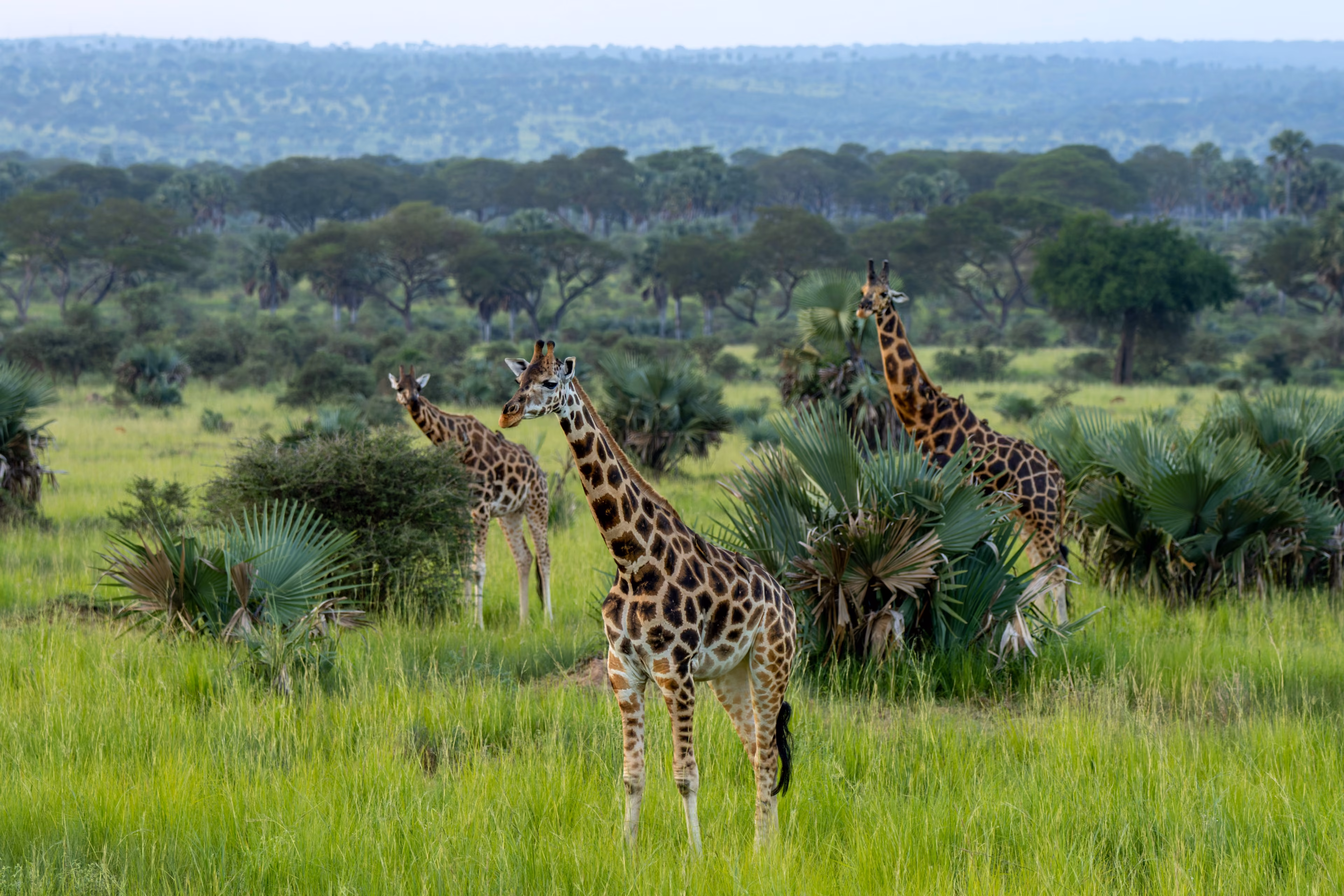 Rothschild's giraffe (camelopardalis camelopardalis) walking in a Game Reserve Murchison Falls, Uganda, Africa.