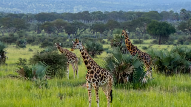 Rothschild's giraffe (camelopardalis camelopardalis) walking in a Game Reserve Murchison Falls, Uganda, Africa.