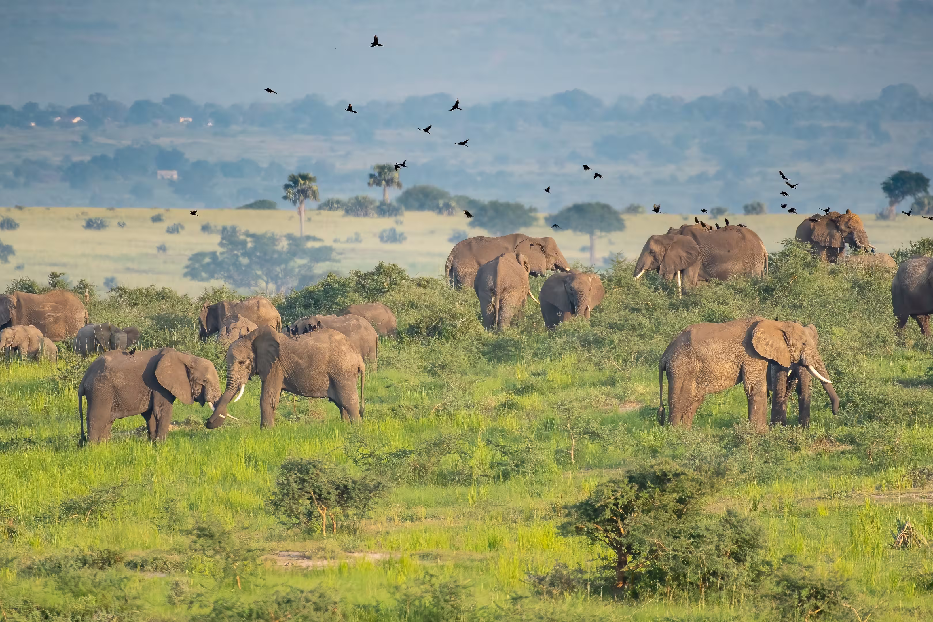 Large herd of African Eephants, Loxodonta africana feeding in Murchison Falls National Park, Uganda