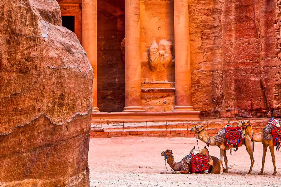 Kamele in Petra