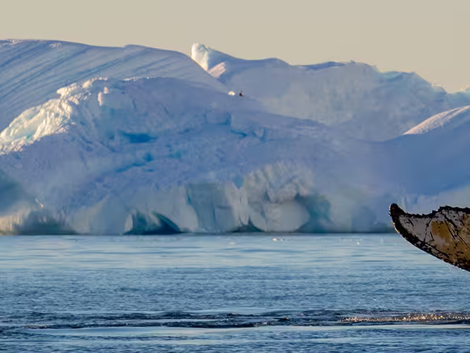 Whale watching in Antarctica
