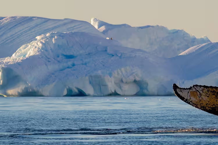 Whale watching in Antarctica