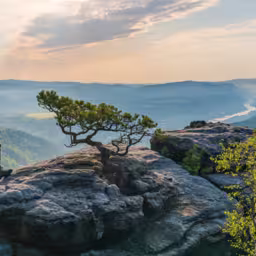 Man enjoying an early misty morning in  mountains. Sunrise in  national park in Saxon Switzerland. Elbe River, rock formation, crooked small pine tree.  Germany. Travel, adventure, active lifestyle